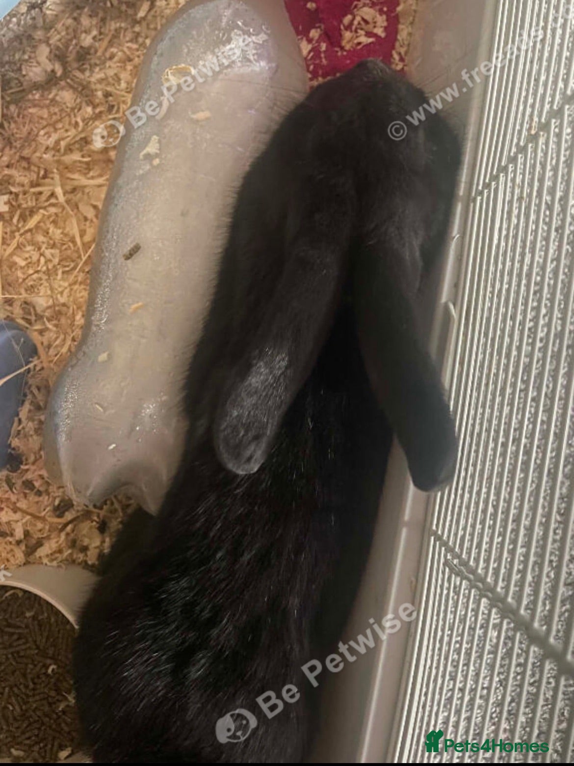 Mixed Breed rabbits 6 month old, beautiful black male rabbit  - Advert 2