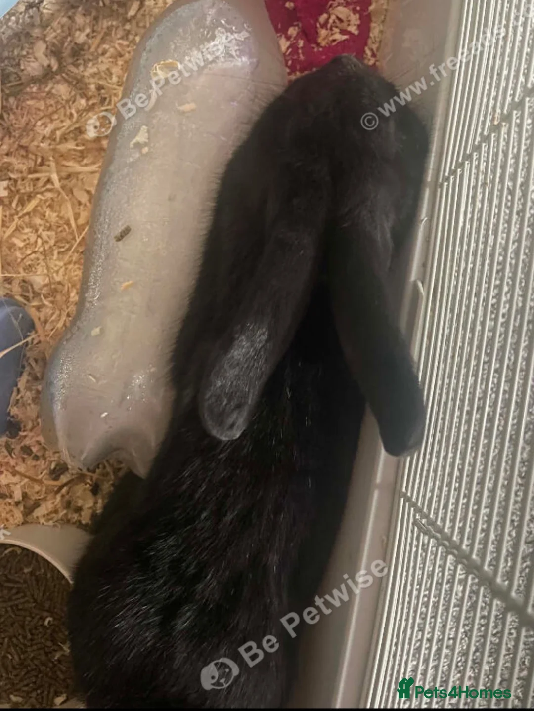 Mixed Breed rabbits for sale: 6 month old, beautiful black male rabbit  - Advert 2