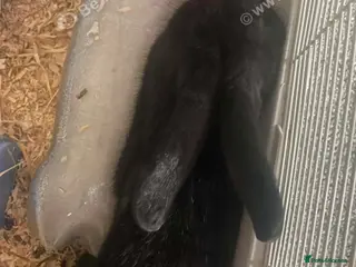 Mixed Breed rabbits 6 month old, beautiful black male rabbit - Advert 2