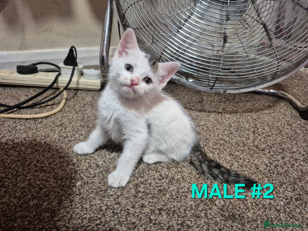 Mixed Breed cats for sale: 3 Beautiful Tabby/Russian Blue kittens - Image 5