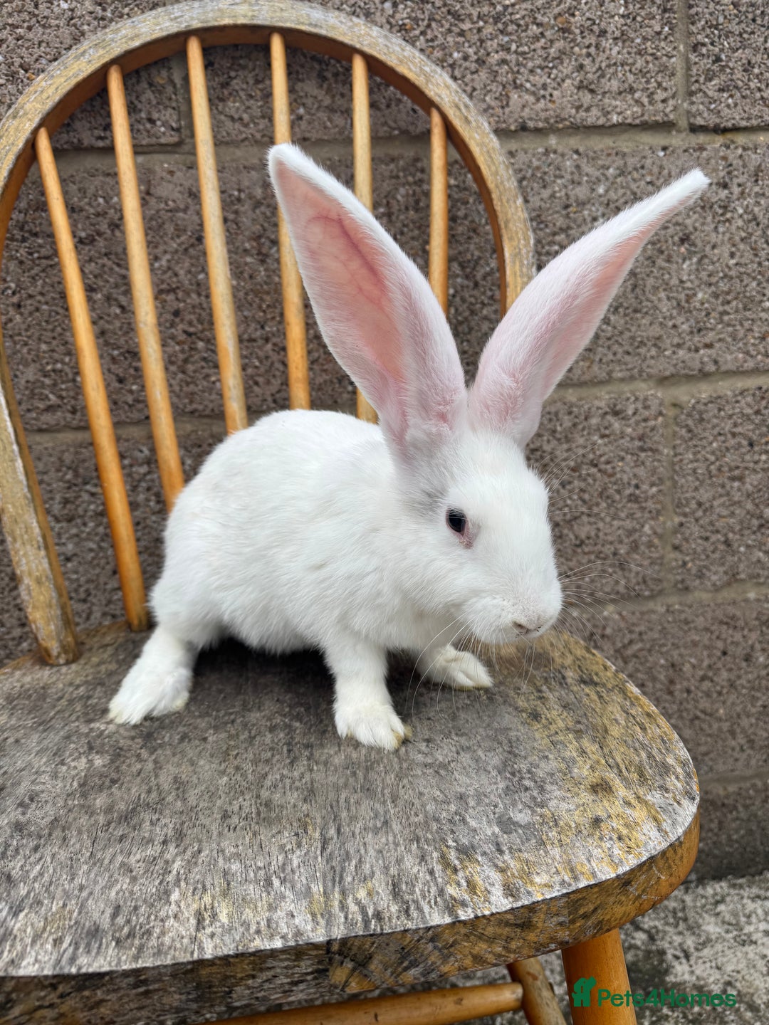 Continental Giant rabbits for sale: Pure breed continental giant female  - Image 7