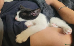 Mixed Breed cats for sale: Female Mixed Breed  - Image 2