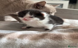 British Shorthair cats for sale: British shorthair kittens ❤️REDUCED❤️ - Image 8
