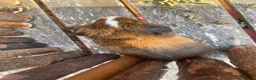 Guinea Pig rodents for sale: Abyssinian/ long-haired babies - Advert 23