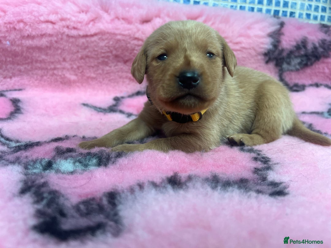 Labrador Retriever dogs for sale: 2 Labrador Retrievers girls left  - Advert 30