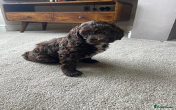 Mixed Breed dogs for sale: Australian Goldendoodles stunning BOYS ONLY   - Image 4