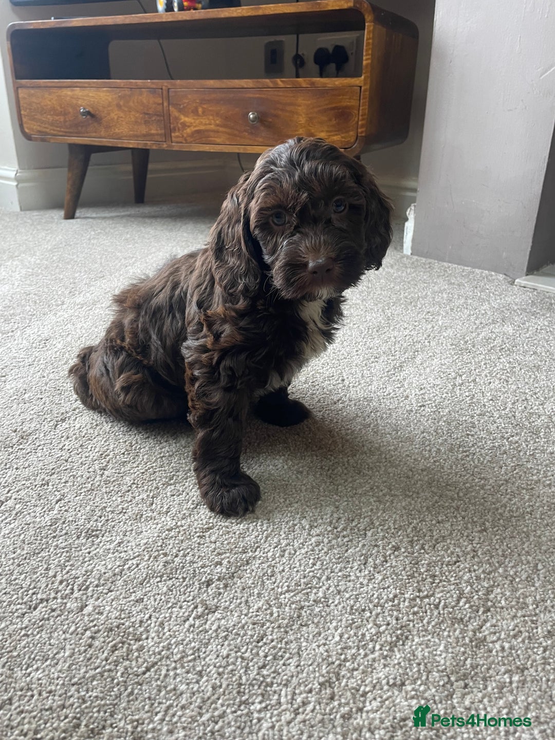Mixed Breed dogs for sale: Australian Goldendoodles stunning BOYS ONLY   - Image 4