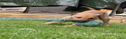 Greyhound dogs for sale: Hungarian Greyhound Pups - Advert 9