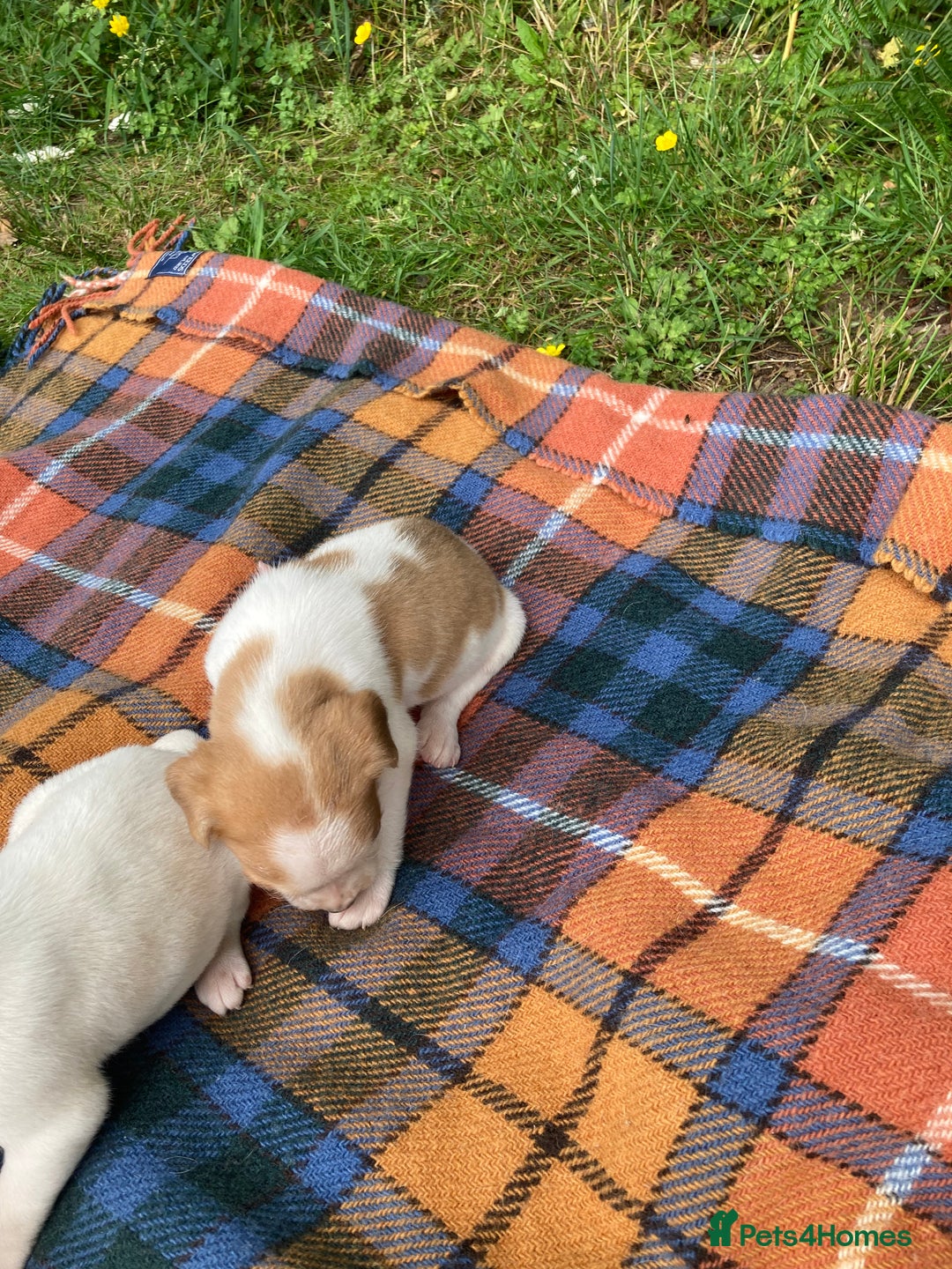 Beagle dogs for sale: Beautiful beagle puppies  - Image 14