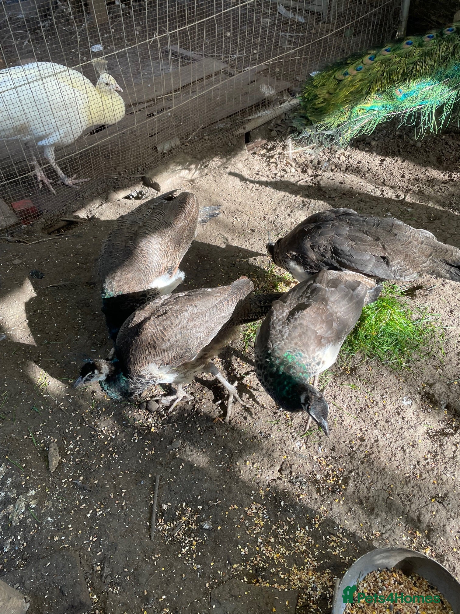 Mixed Breed birds peafowl - Advert 2