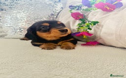 Miniature Dachshund dogs for sale: Miniature dachshunds - Image 1