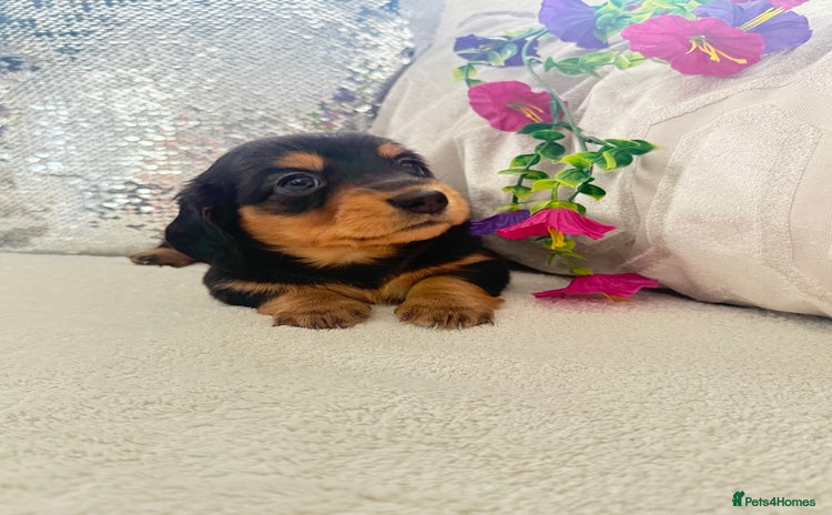 Miniature Dachshund dogs - Advert 1
