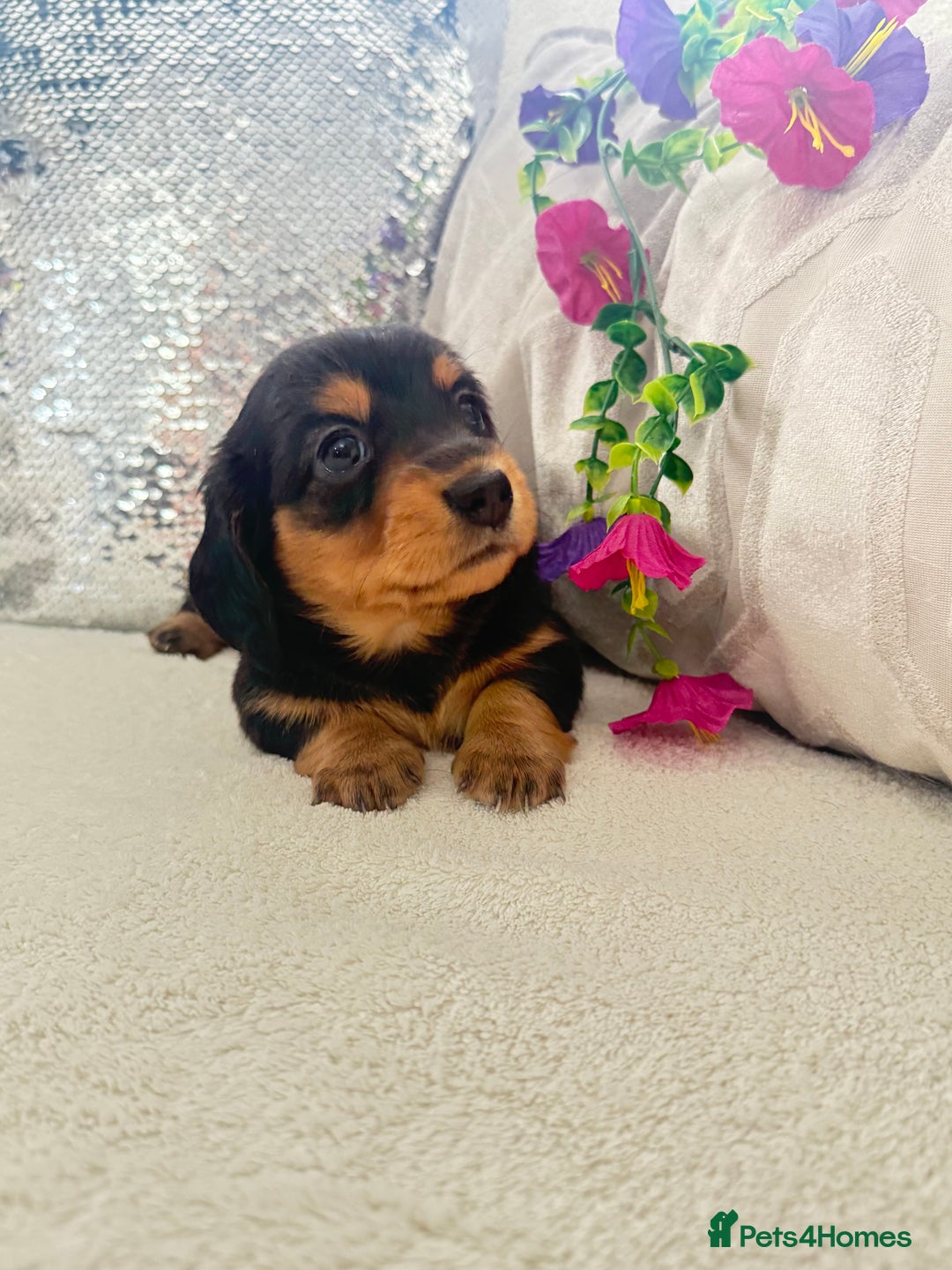 Miniature Dachshund dogs for sale: Miniature dachshunds - Image 1