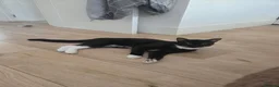 Mixed Breed cats for sale: Beautiful kittens for sale in Tenterden - Advert 11