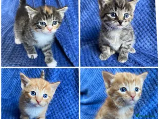 Maine Coon cats Maine coon kittens - Advert 14