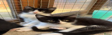 Domestic Shorthair 4