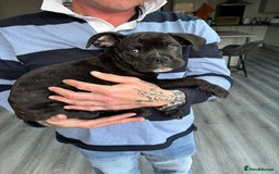 Mixed Breed dogs for sale: cano corso cross british bulldog  - Image 2