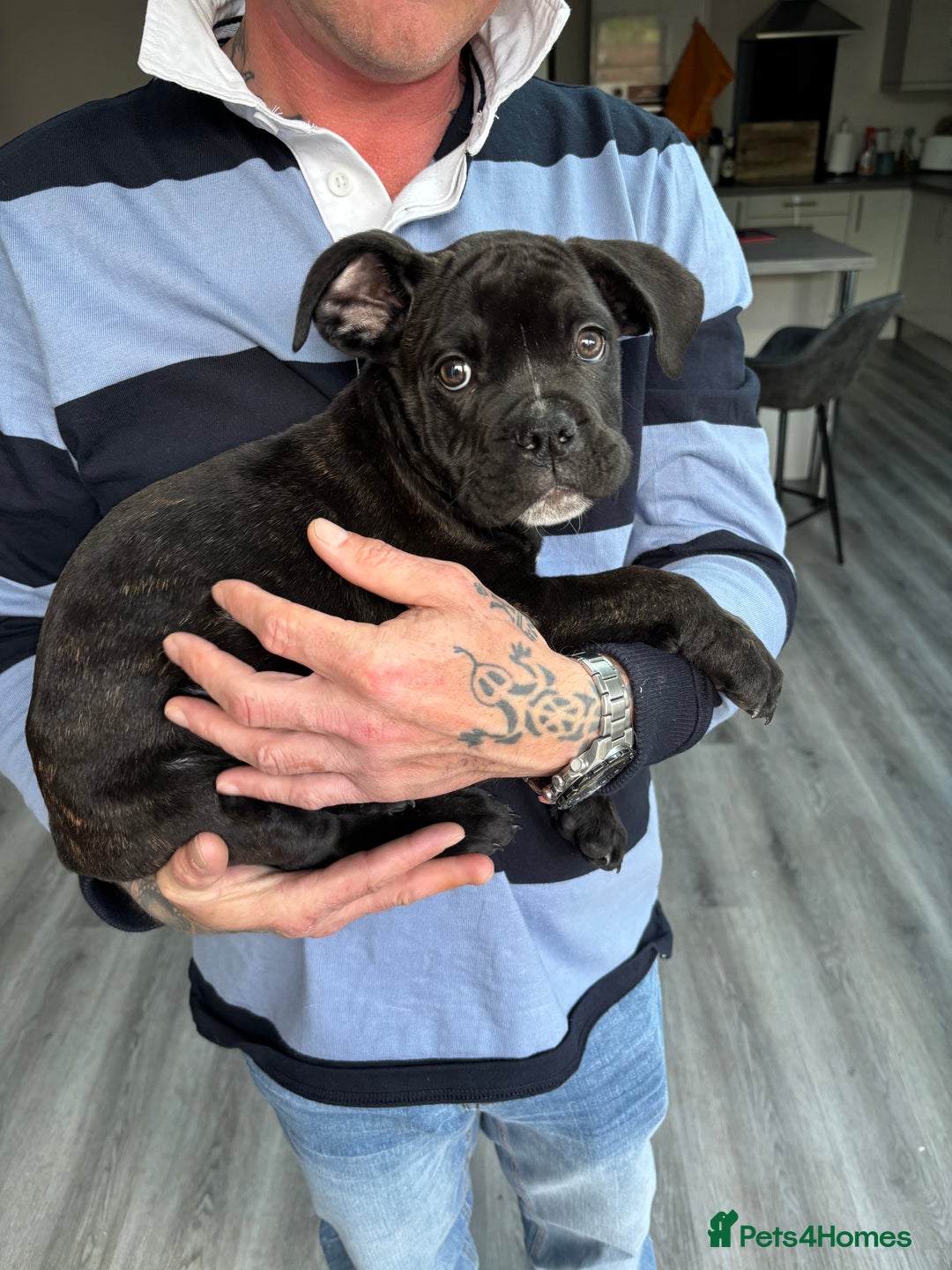 Mixed Breed dogs for sale: cano corso cross british bulldog  - Image 2