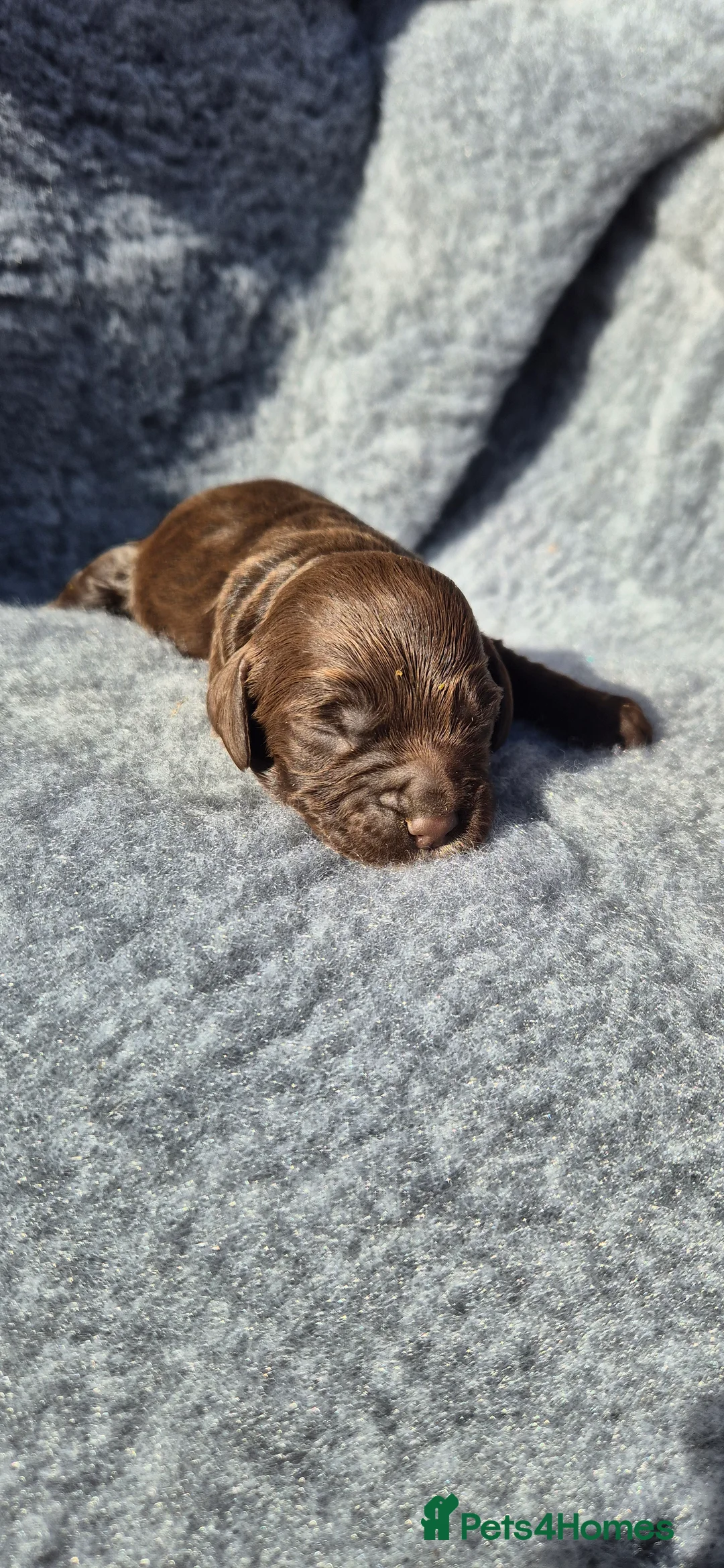 Sprocker dogs for sale: Beautiful Spocker pups - Advert 10