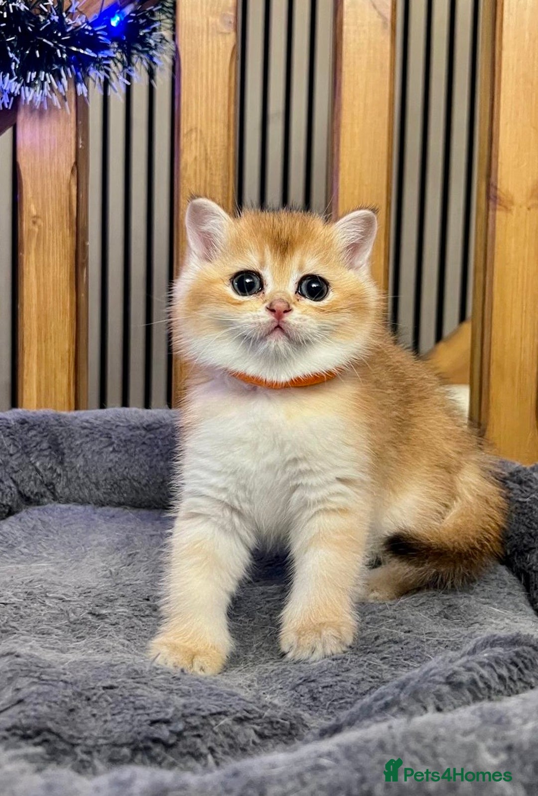 British Shorthair cats for sale: Fully pedigree kittens - Advert 15