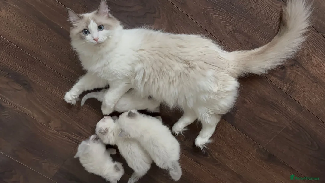 Ragdoll cats for sale: Ragdoll Babies - Advert 1