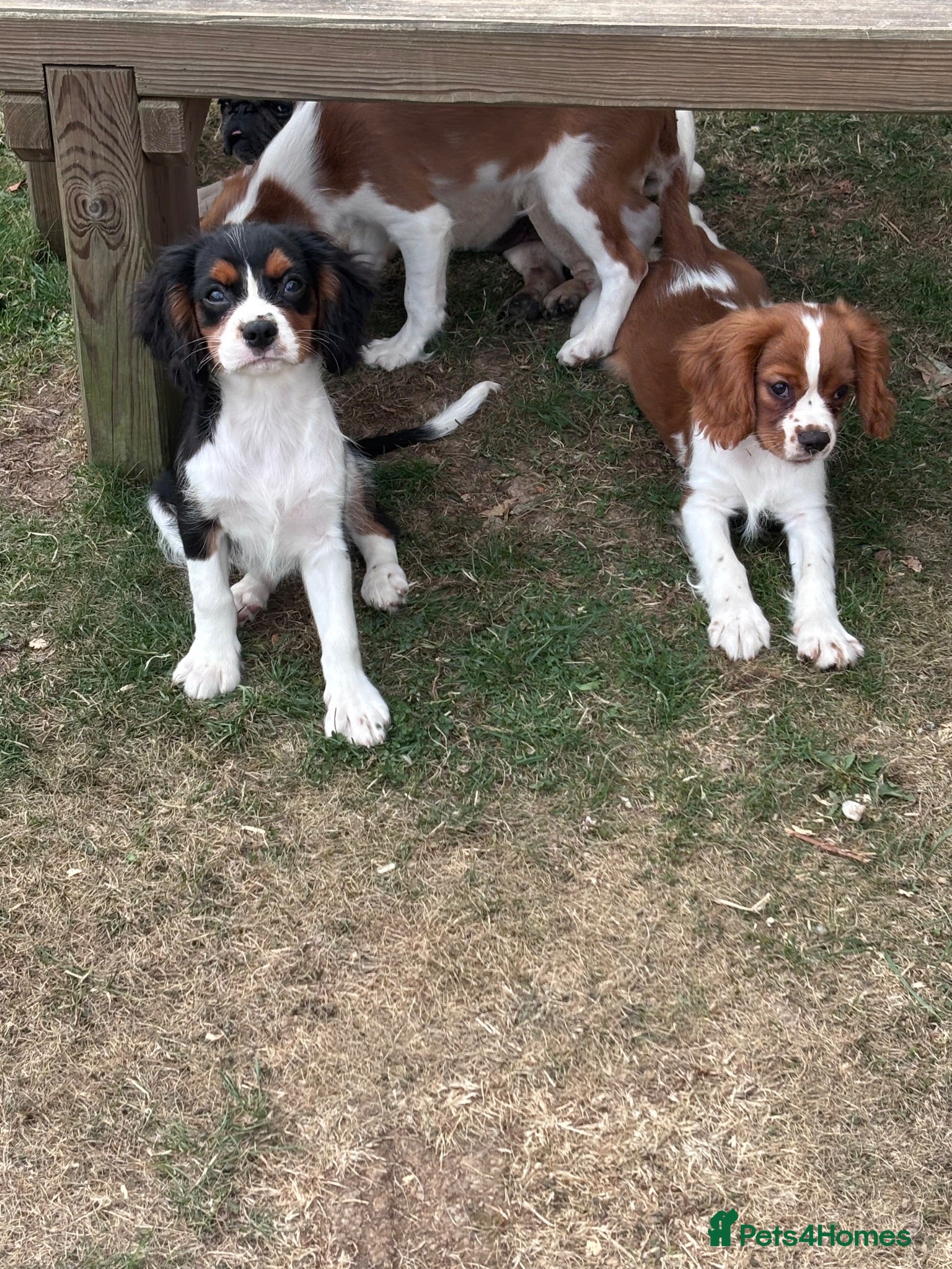 Cavalier King Charles Spaniel dogs Gorgeous chunky little puppies READY now - Advert 2