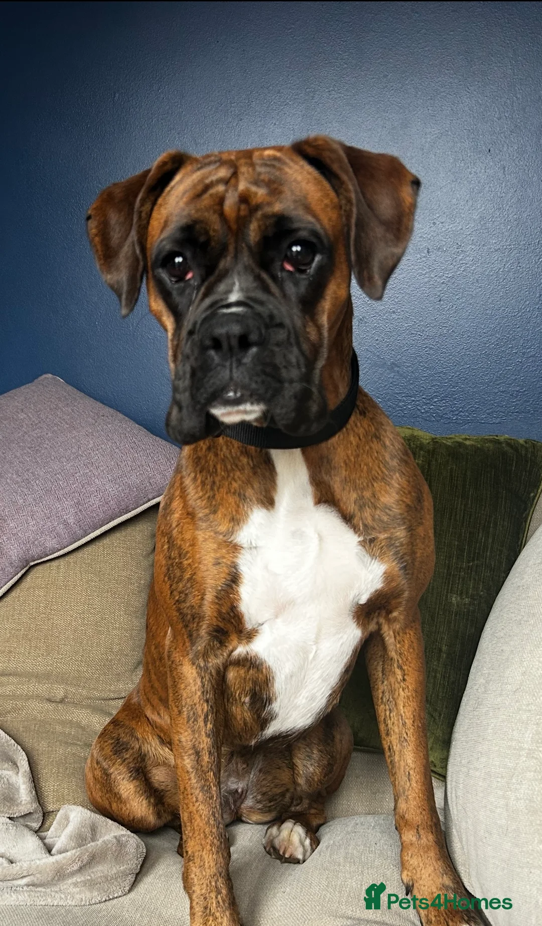 Boxer dogs for sale: Female Boxer  in Scunthorpe - Advert 1