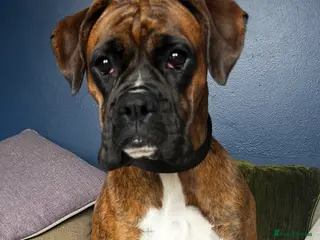 Boxer dogs Female Boxer in Scunthorpe - Advert 5