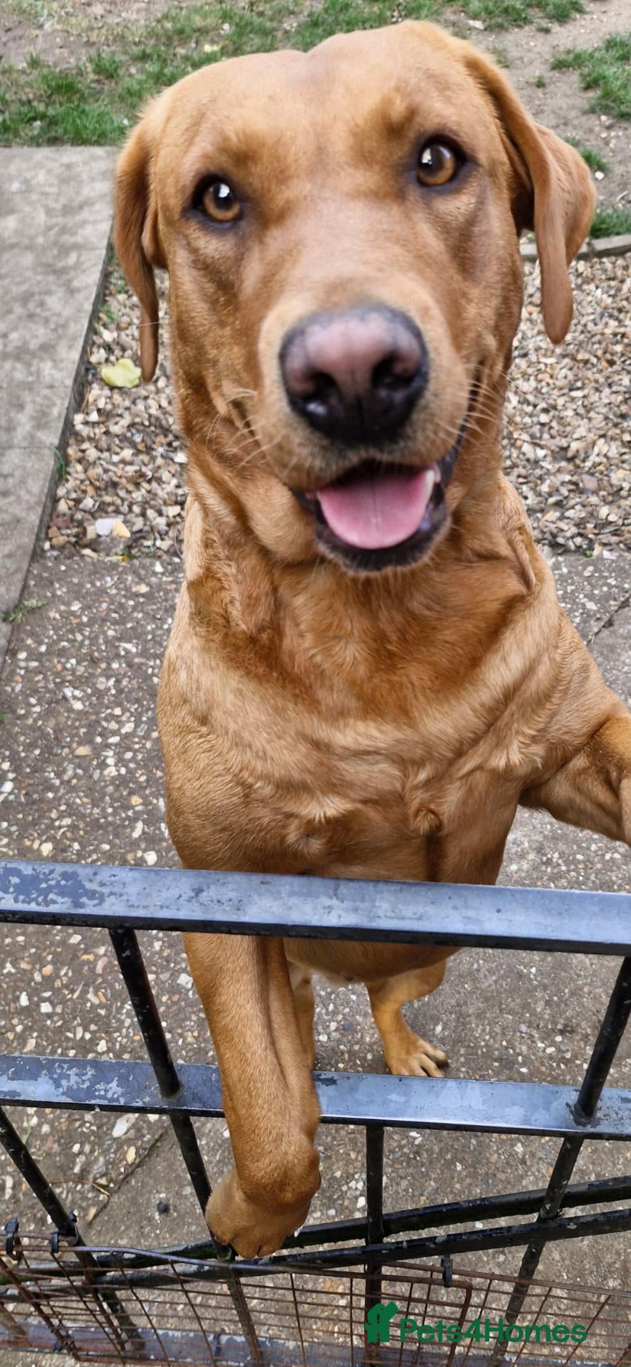 Labrador Retriever dogs Labrador female adult - Advert 17