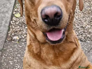 Labrador Retriever dogs Labrador female adult - Advert 17