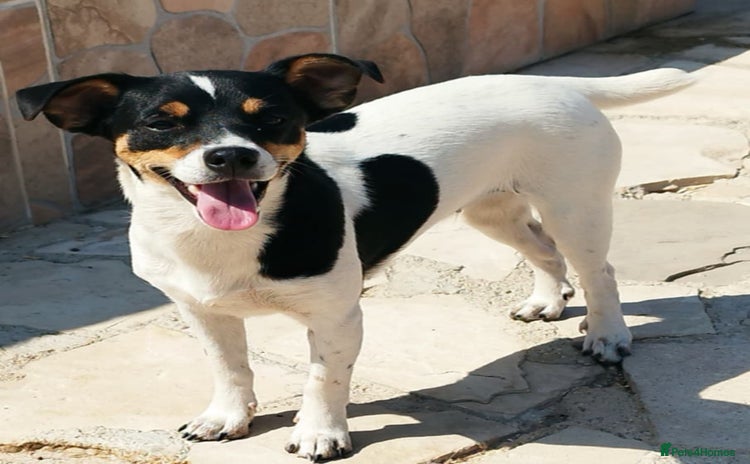 Jack Russell dogs - Advert 1