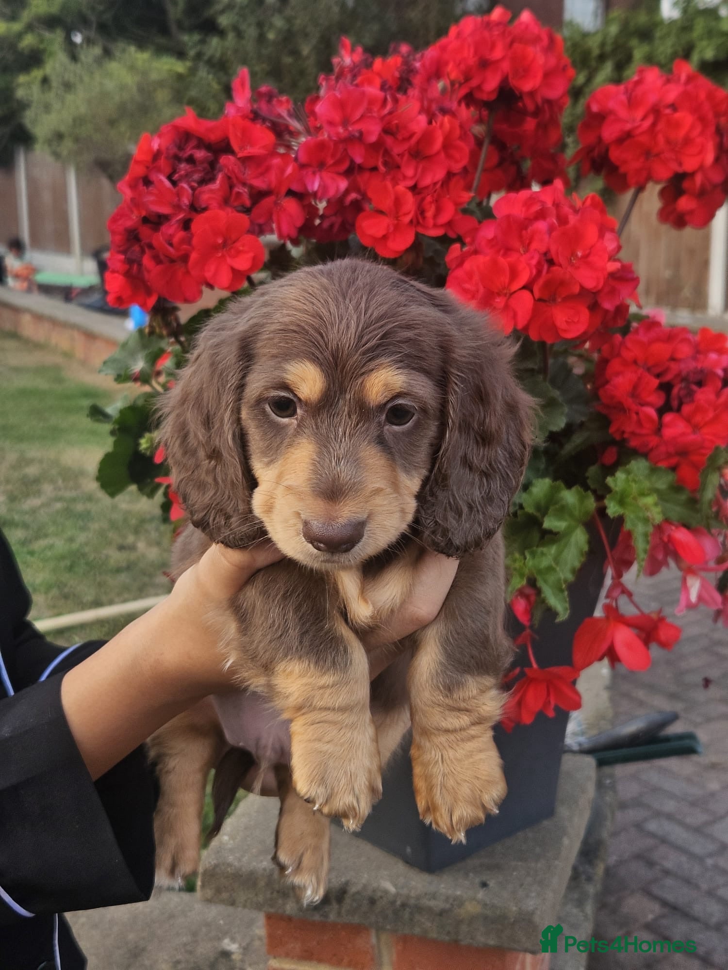 Miniature Dachshund dogs Beautiful Long-Haired Miniature Dachshund Puppies  - Advert 7