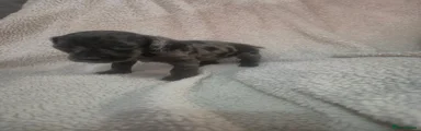 Male