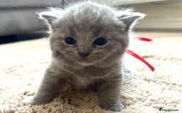 British Shorthair cats for sale: Blue British shorthair  - Image 11