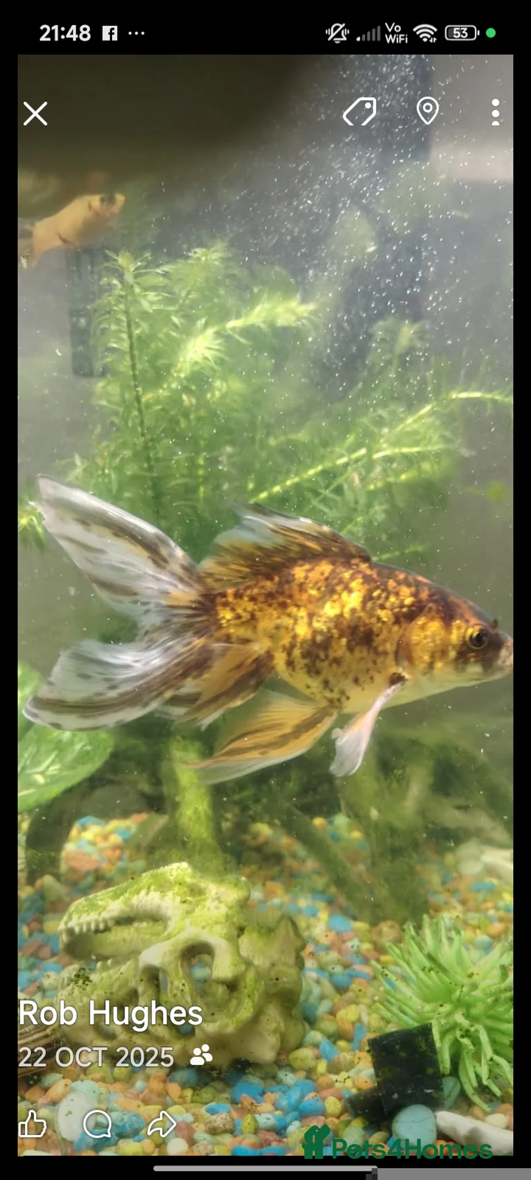 Fancy Goldfish fish for sale: Fancy goldfish,danios for sale  and tank - Advert 2