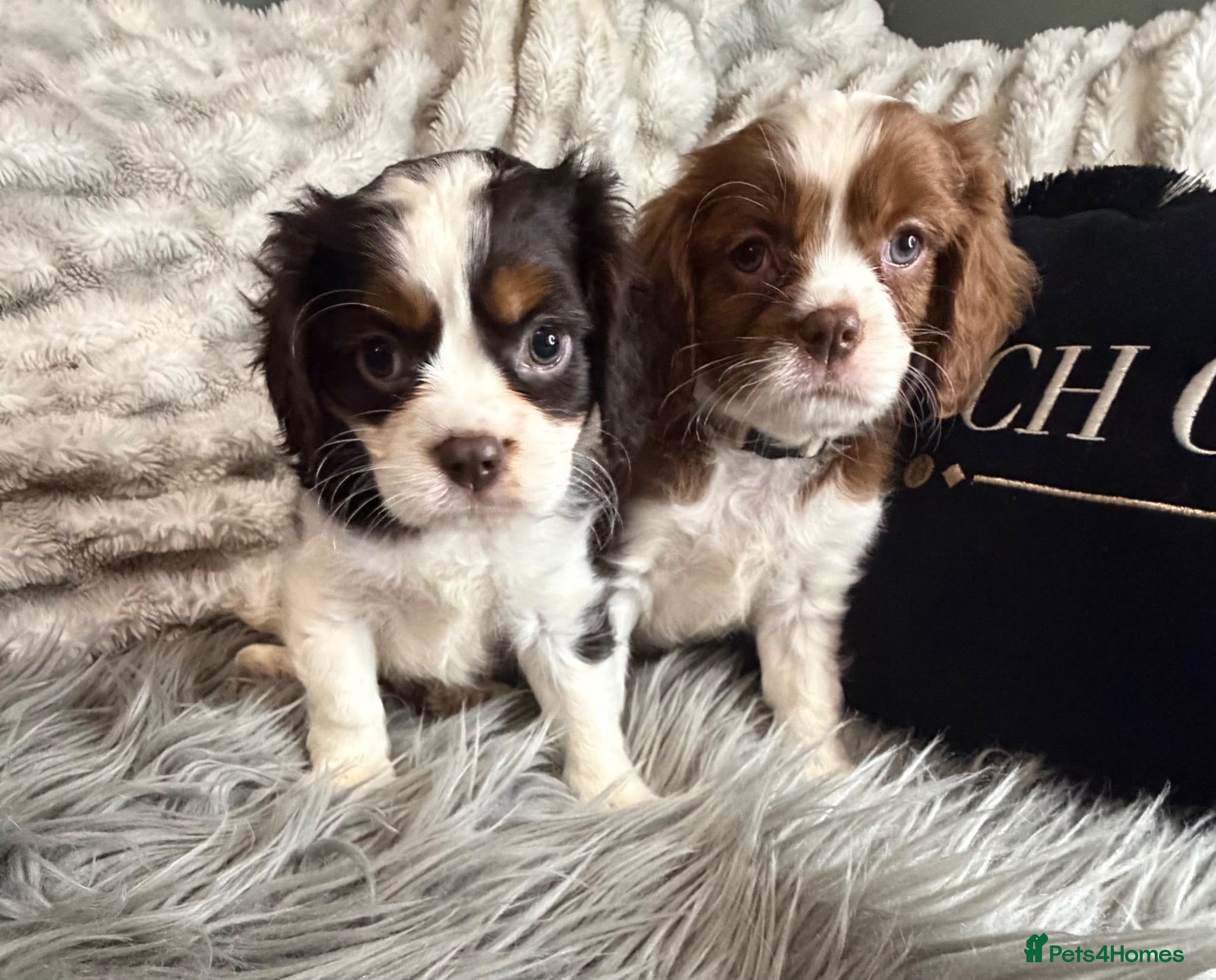 Cavalier King Charles Spaniel dogs KC REG EXCEPTIONAL EXTENSIVELY HEALTH TESTD PUPS  - Advert 2