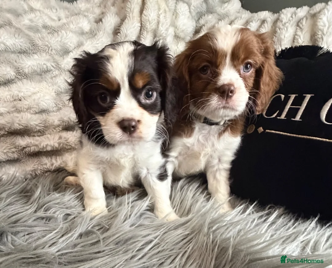 Cavalier King Charles Spaniel dogs for sale: EXCEPTIONAL KC EXTENSIVELY HEALTH TESTD PUPS  - Advert 2