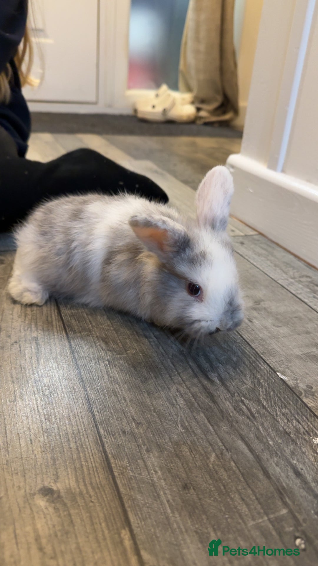 Mixed Breed rabbits for sale: Mini lop X lion head bunnies  - Advert 3