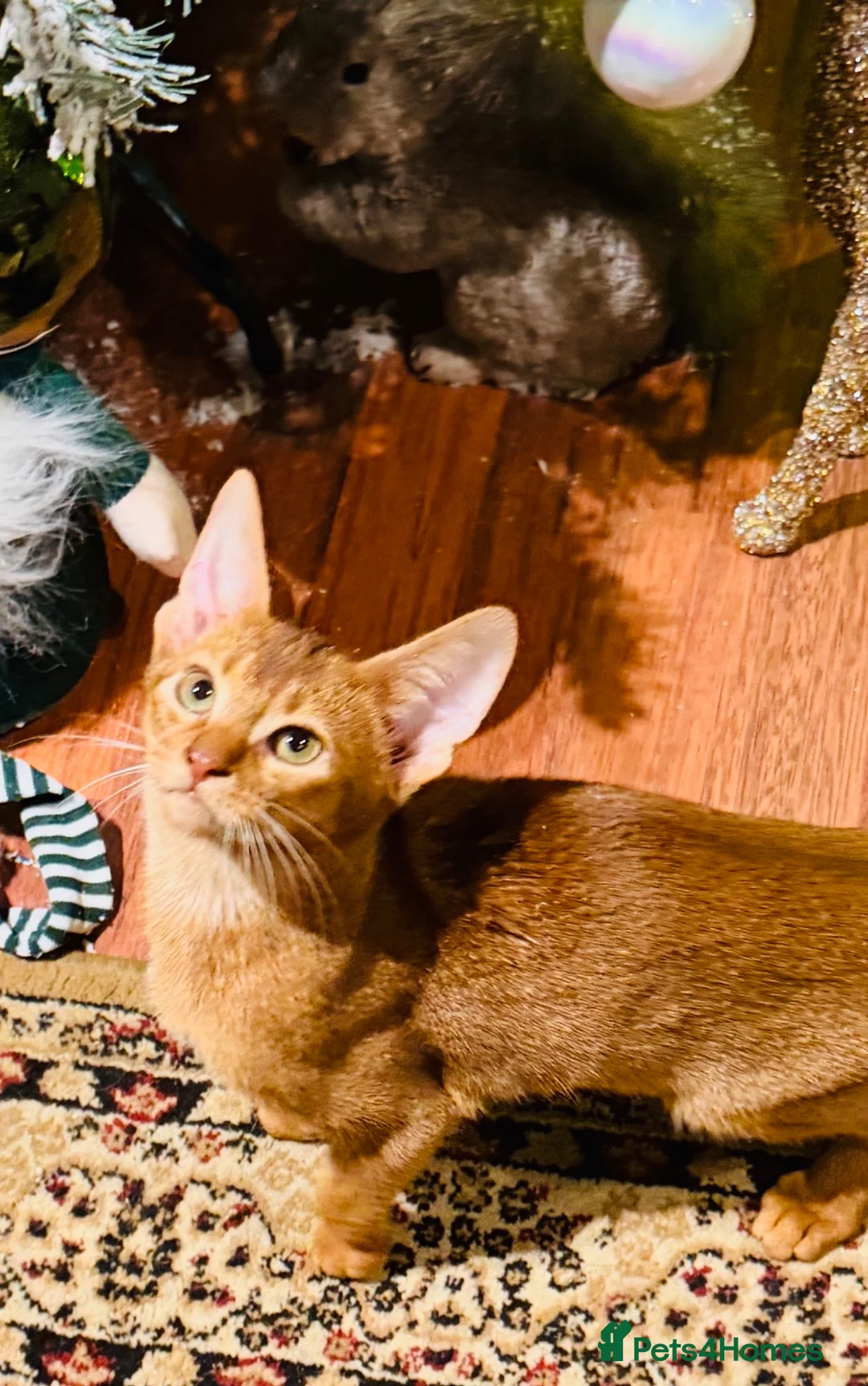 Abyssinian cats for sale: Outstanding Boy❤️ 🏆🥇🏵️Top Quality Champion ln  - Advert 1