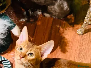 Abyssinian cats Outstanding Boy❤️ 🏆🥇🏵️Top Quality Champion ln - Advert 2