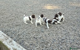 English Springer Spaniel dogs for sale: KC Working English Springer Spaniel puppies  - Image 15