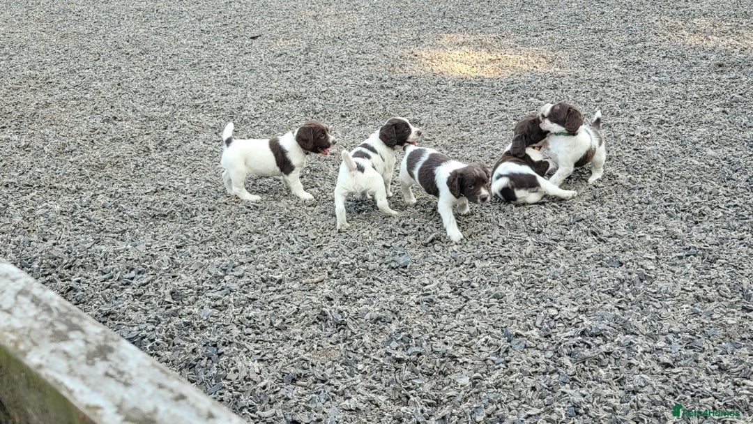 English Springer Spaniel dogs for sale: KC Working English Springer Spaniel puppies  - Image 15
