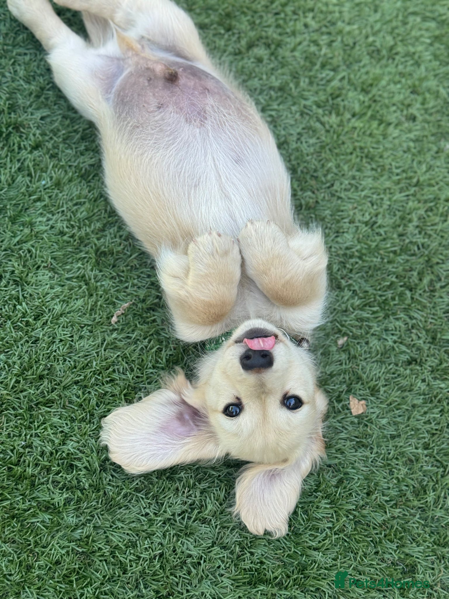 Miniature Dachshund dogs Cream long haired dachshund   - Advert 1