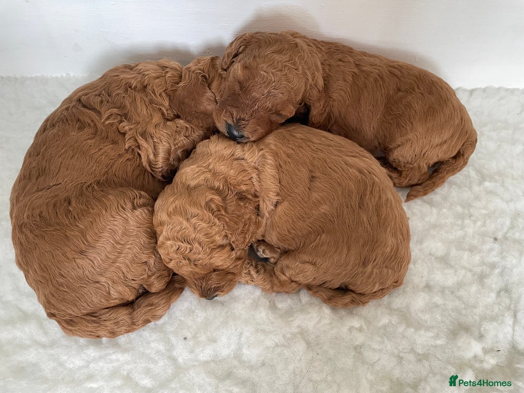 Miniature Poodle dogs for sale: 1 reserved 2 remaining ready 15th October  - Image 12