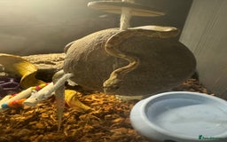 Snake reptiles for sale: Collection of snakes - Image 14