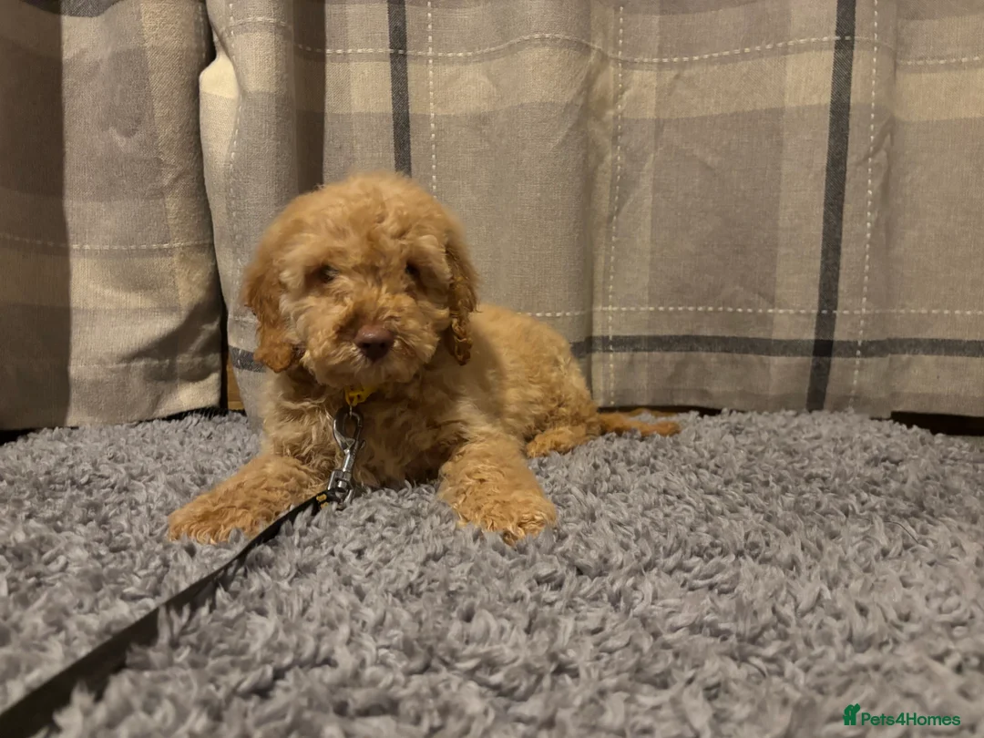 Cockapoo dogs for sale: 🐶8 Beautiful Cockapoo puppies🐶 - Advert 12