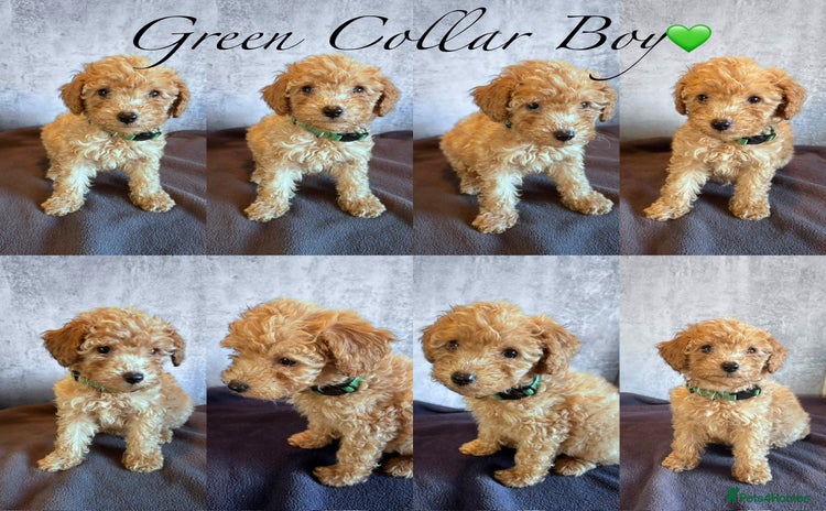 Cockapoo dogs - Advert 9