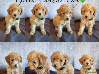 Cockapoo dogs ✨1 BOY & 1 GIRL LEFT - READY NOW-Cockapoo Puppies✨ - Advert 2