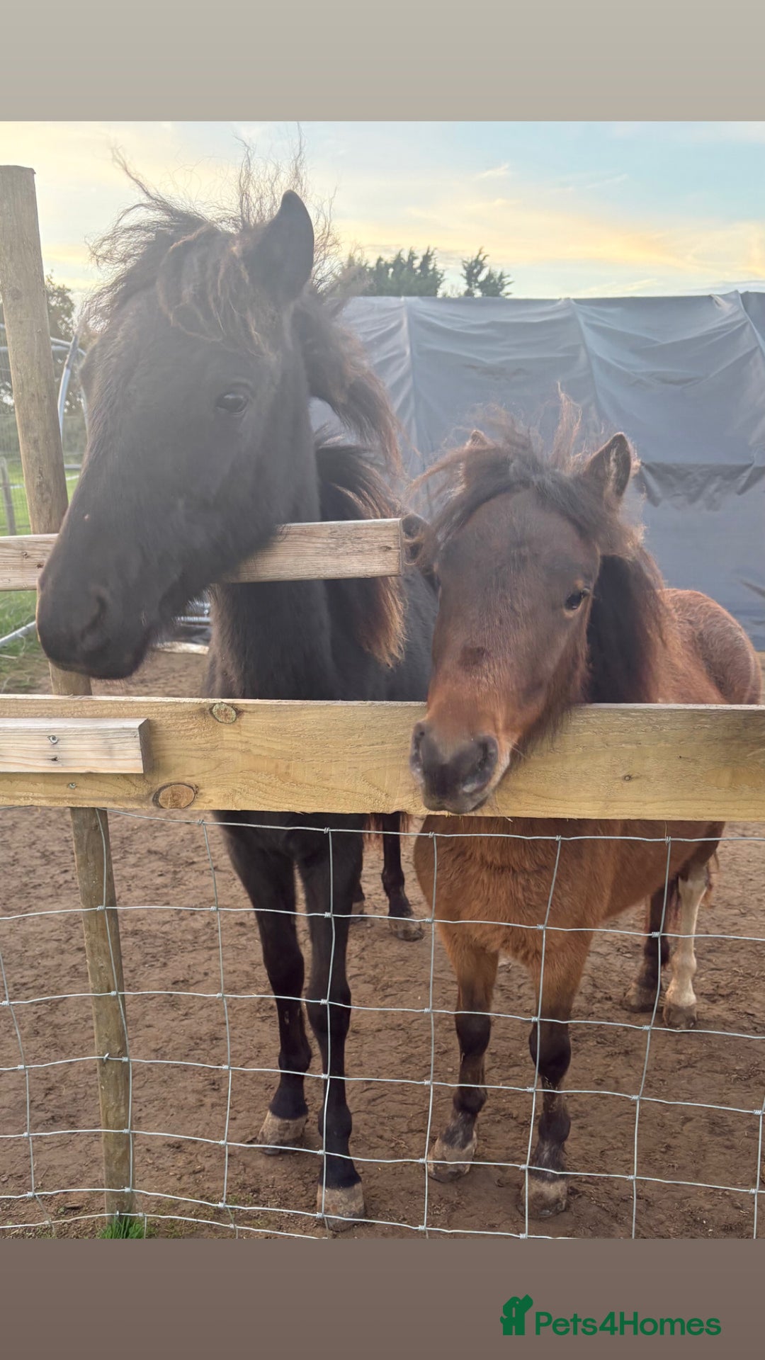 Dartmoor horses for sale: dartmoor hill ponies  - Advert 1