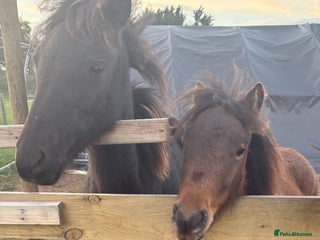 Dartmoor horses for sale: dartmoor hill ponies - Advert 1
